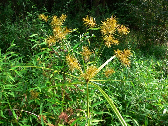 {Cyperus strigosus}
